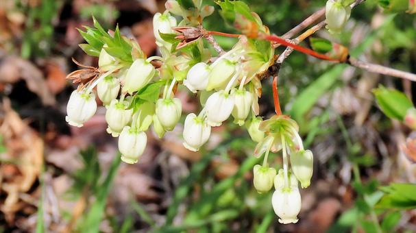 Enkianthus flowers bathed in the spring sunshine, JPG