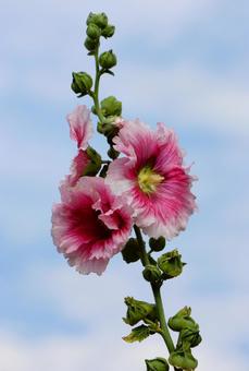 6月上旬の仏生山公園のタチアオイの花 6月上旬の仏生山公園のタチアオイの花 タチアオイ,花,植物の写真素材