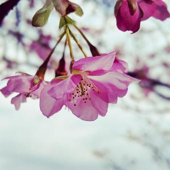 伊豆の河津桜の写真