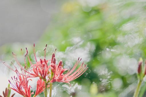 ヒガンバナ 彼岸花,曼珠沙華,花の写真素材