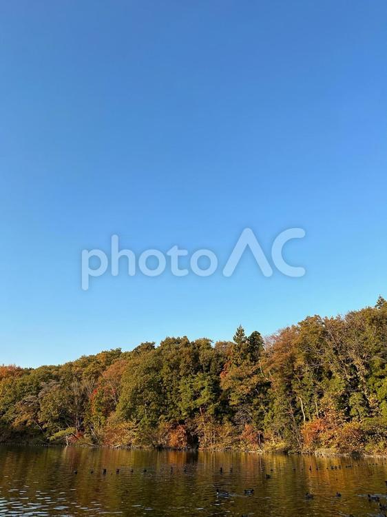 紅葉を見に公園へ散歩しにいった秋 秋,紅葉,風景の写真素材