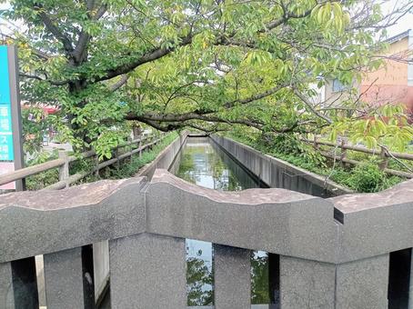 大正川 大正川 鳥取,水木しげるロード,川の写真素材