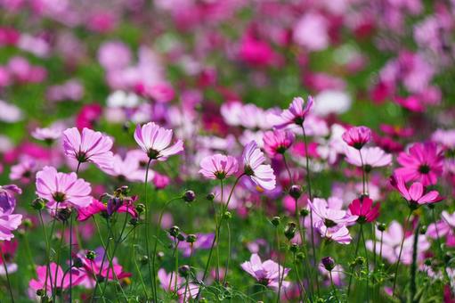 コスモス畑 コスモス,こすもす,こすもす畑の写真素材