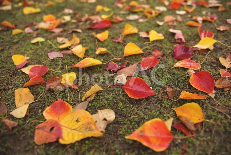 紅葉の落葉　色づいた葉っぱ　ナンキンハゼ　南京櫨 紅葉,ナンキンハゼ,落葉の写真素材