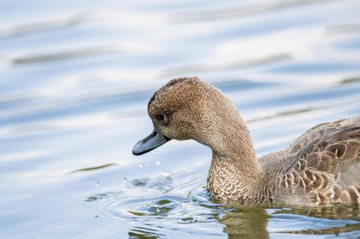 池を泳ぐオナガガモ 池を泳ぐオナガガモ オナガガモ,カモ,鴨の写真素材