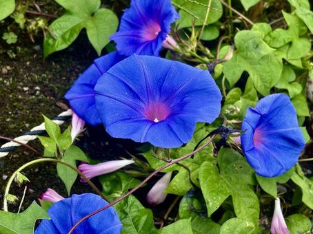 青い朝顔 朝顔,アサガオ,あさがおの写真素材