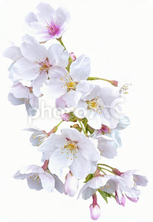 桜の花びら　切抜き 桜,花びら,切抜きの写真素材