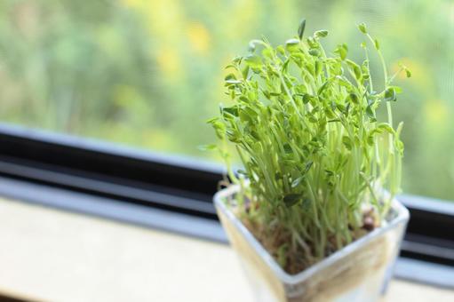 野菜を育てる エコ,プラント,植物の写真素材