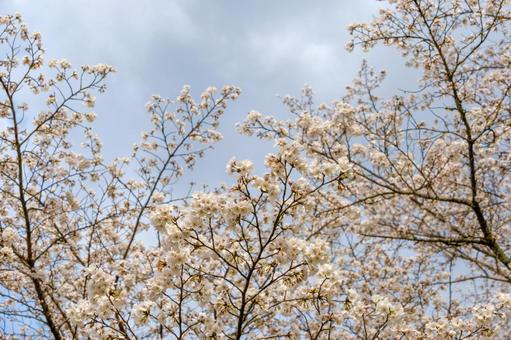 満開の桜と春空 満開の桜と春空の写真