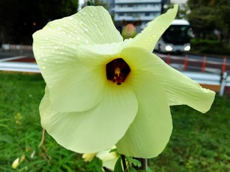 オクラに似た花を咲かせるトロロアオイ 花,トロロアオイ,花オクラの写真素材