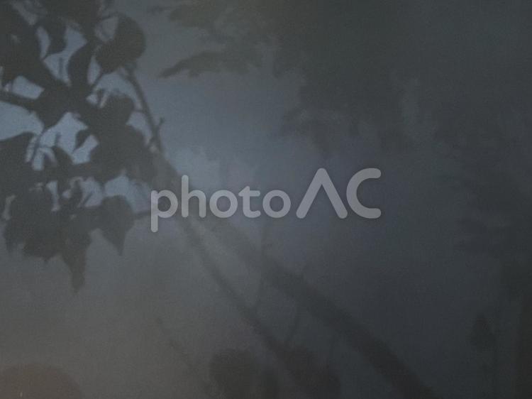 壁に映り込む木の影 レンガ,壁,壁紙の写真素材
