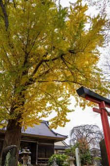 秋の道祖神社⑴ 秋,イチョウ,黄葉の写真素材