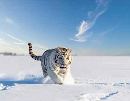 寅年フォト・ホワイトタイガーの写真