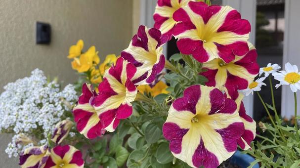 ガーデニングの花々 ガーデニングの花々 花,咲いた,かわいいの写真素材