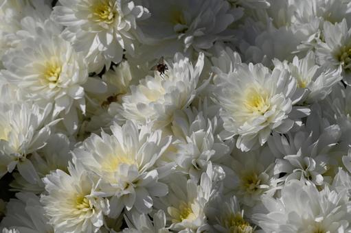 クローズアップの白い玉菊の花 秋,鮮やか,自然の写真素材