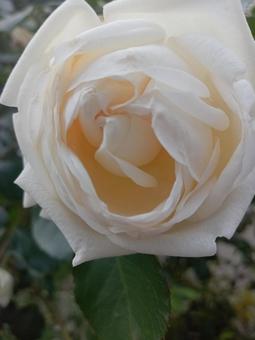 オフホワイトの薔薇 オフホワイトの薔薇の写真