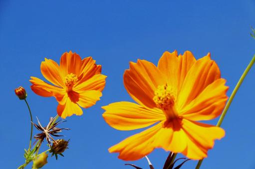 キバナコスモス7 キバナコスモス,秋,花の写真素材