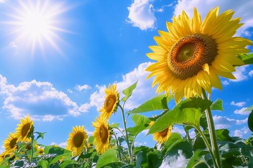夏空に咲き誇るひまわり畑 夏空に咲き誇るひまわり畑の写真