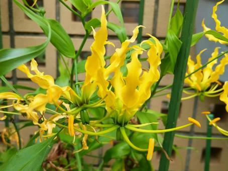 Photo, flower, gloriosa, yellow, 