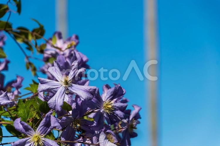 青空に映えるクレマチスの花 クレマチス,紫,花の写真素材