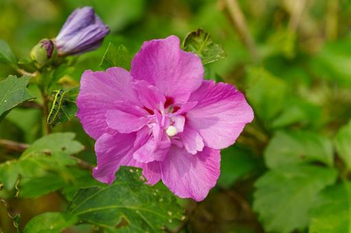 ピンク色の花を咲かせたムクゲ ピンク色の花を咲かせたムクゲの写真