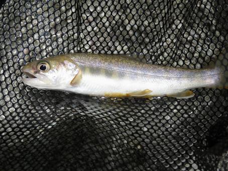 岩魚 岩魚 岩魚,渓魚,渓流の写真素材