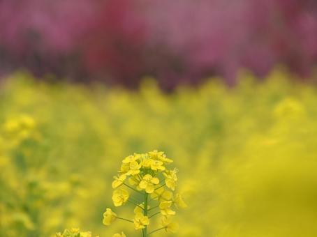 菜の花とハナモモ 背景素材 ぼかし 菜の花とハナモモ 背景素材 ぼかしの写真
