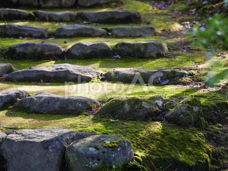 苔の生えた石段 苔,石段,階段の写真素材