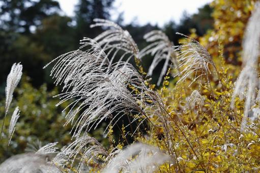 Photo, rinse, ears, white, 