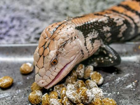 餌を食べるアオジタトカゲ 餌を食べるアオジタトカゲの写真