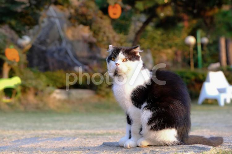 ソウルで出会った猫たちも可愛すぎた ソウル,京城,seoulの写真素材