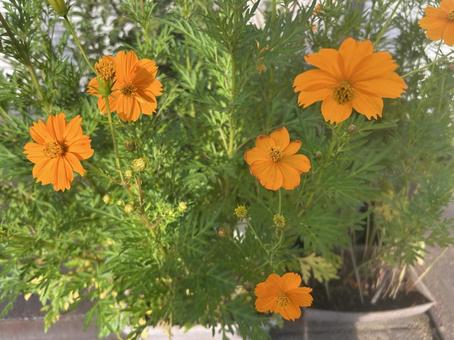 キバナコスモス キバナコスモス キバナコスモス,秋,花の写真素材