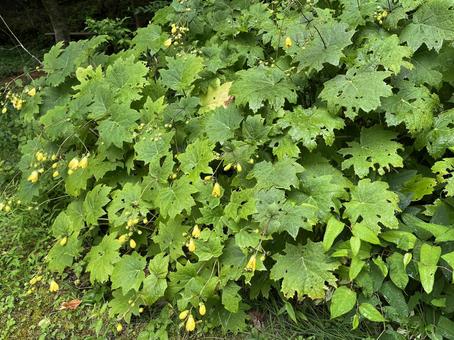 キレンゲショウマの写真