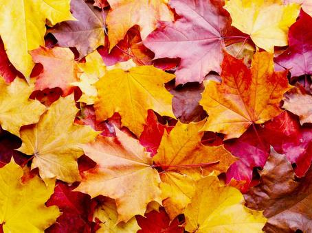 紅葉 紅葉の写真