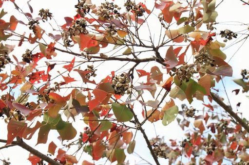 紅葉25 紅葉25の写真