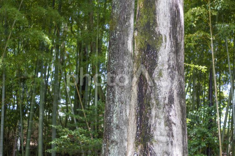 新緑のメタセコイアの幹2 幹,木の幹,林の写真素材
