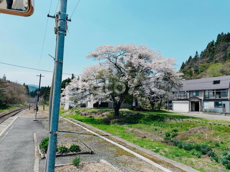 線路と桜２ 桜,田舎,春の写真素材