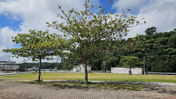 木 木,植物,沖縄の写真素材