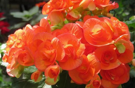 赤色~オレンジ系リガーズベゴニアの花 赤色~オレンジ系リガーズベゴニアの花の写真