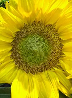 Photo, sunflower, flower, up, 