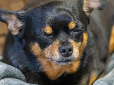 ソファに座る犬(チワワ・ミニピン) ソファに座る犬(チワワ・ミニピン) 犬,わんこ,ペットの写真素材