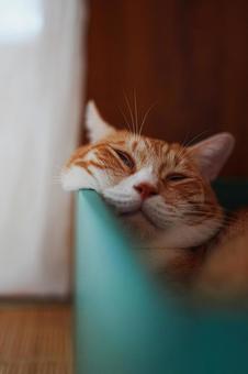 はみ出るもち はみ出るもちの写真