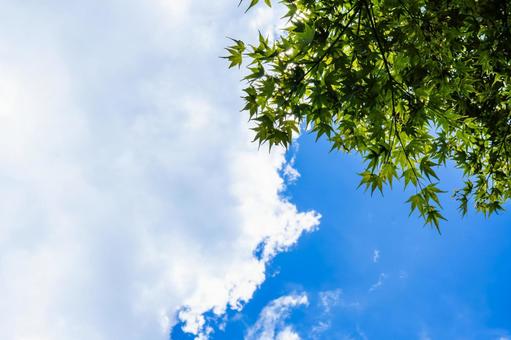青空と新緑の紅葉 紅葉,モミジ,夏空の写真素材