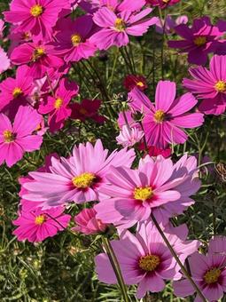 コスモス コスモス,コスモス畑,秋桜の写真素材