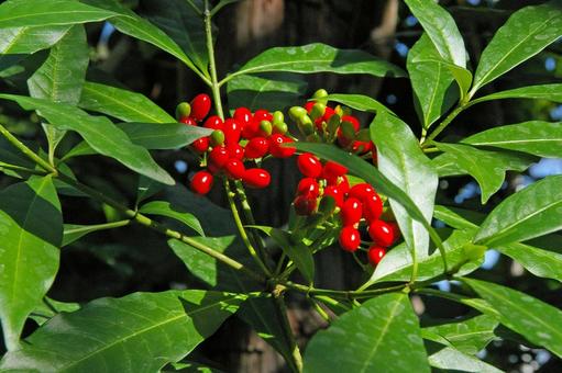 ホウライアオキ ホウライアオキの写真