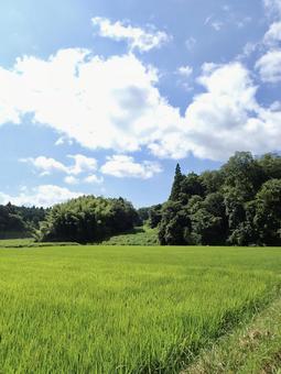 Photo, natural, green, the countryside, 
