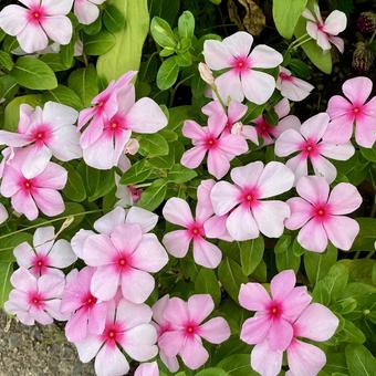 花★ニチニチソウ（日々草） 花,ニチニチソウ,日々草の写真素材