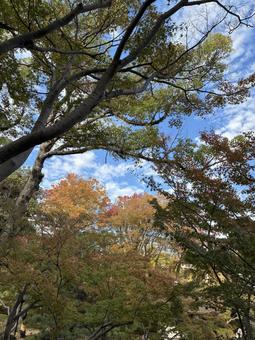 秋　風景 和歌山城,和歌山市,もみじの写真素材