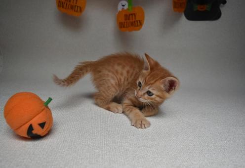 かぼちゃのオモチャを怖がる子猫 かぼちゃのオモチャを怖がる子猫 子猫,ハロウィン,秋の写真素材