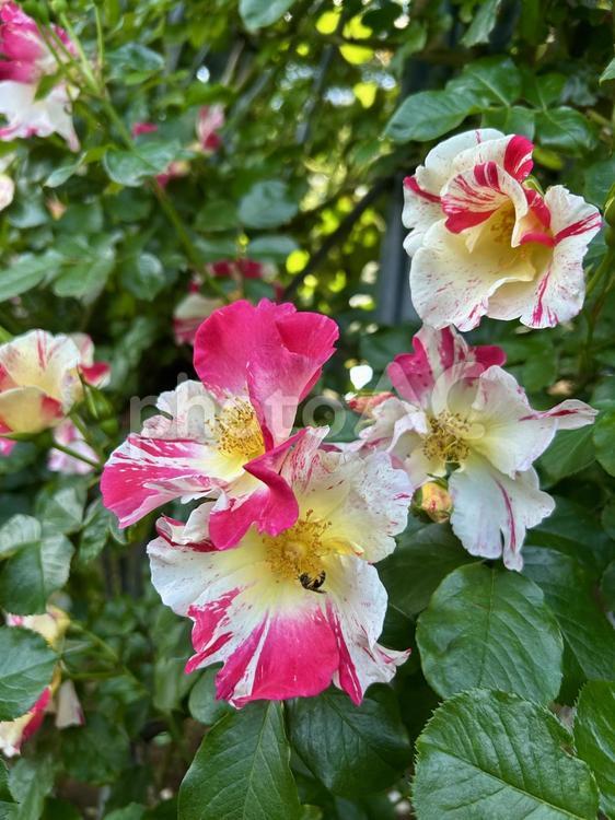ピンクマーブル柄の美しい薔薇 薔薇,ピンク,美しいの写真素材